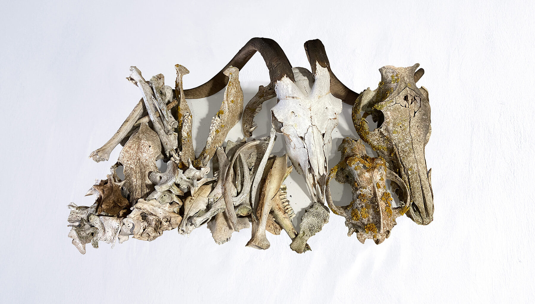 Banner_Knochen_Natur_V2