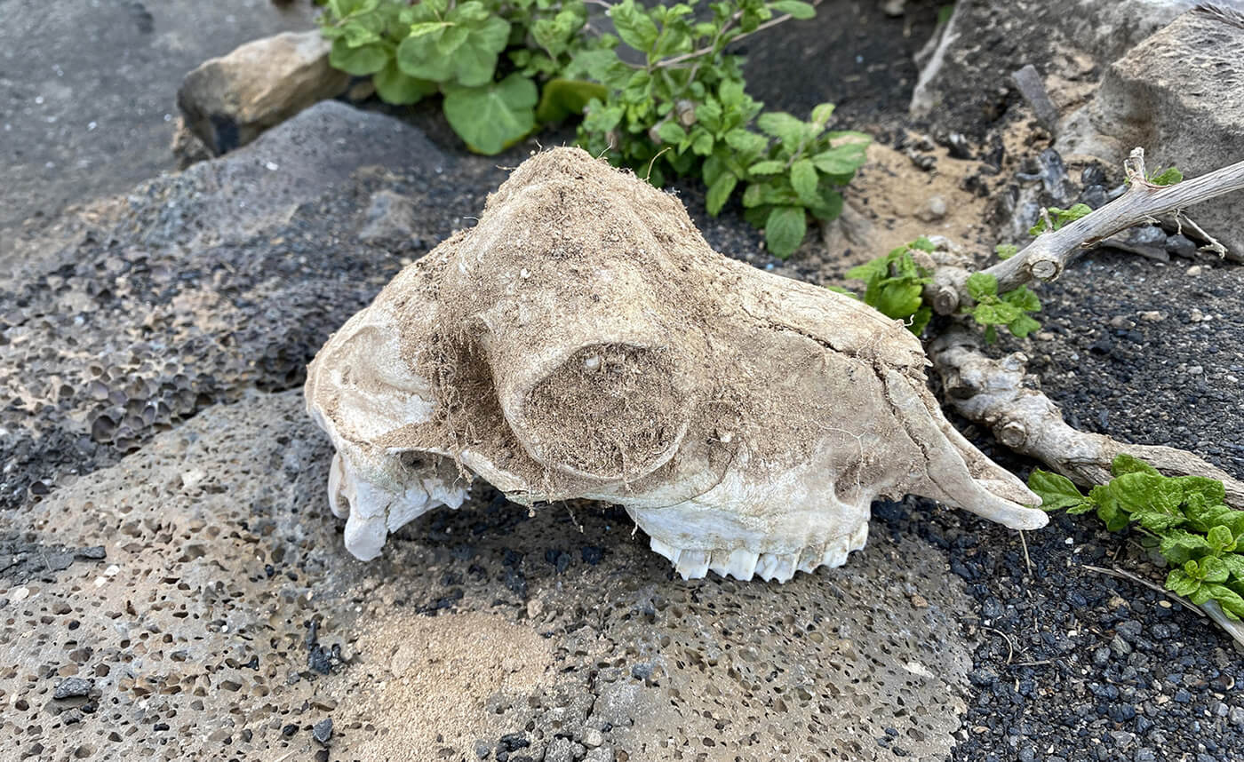 Banner_Knochen_Natur_V2